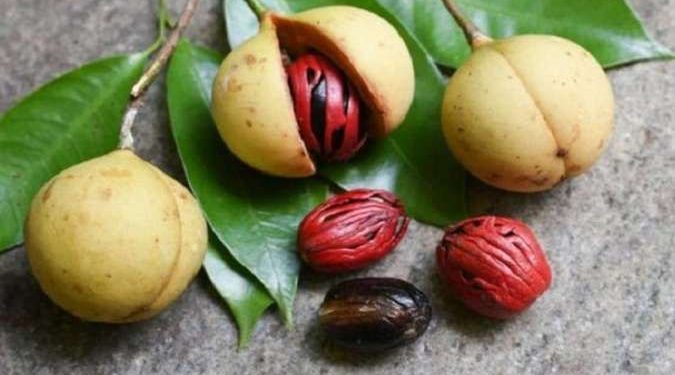 10 Manfaat Buah Pala untuk Kesehatan Tubuh