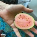 Manfaat Jambu Guava untuk Kesehatan Tubuh