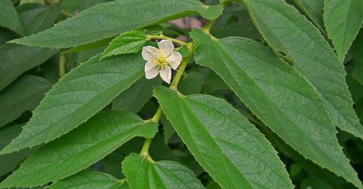 Langkah Mudah Menurunkan Asam Urat: Cara Rebus Daun Kersen
