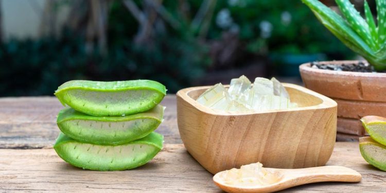 Ragam Khasiat Aloe Vera untuk Menyegarkan Kulit, Begini Cara Mengolahnya