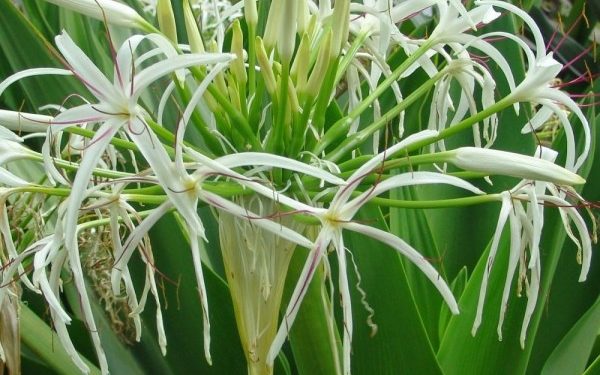 Khasiat Daun Bakung: Bisa Menyembuhkan Beberapa Penyakit