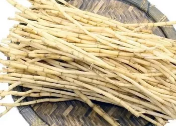 Manfaat Akar Alang-Alang yang Jarang Orang Tahu