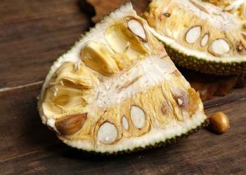 Manfaat Biji Cempedak untuk Kesehatan, Begini Cara Mengolahnya