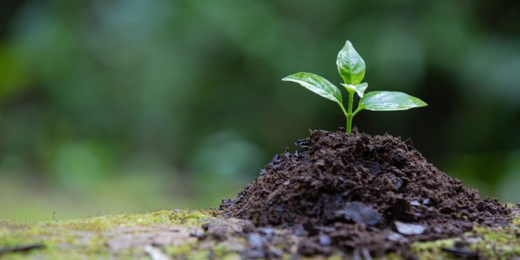 Pengertian, Perbedaan serta Contoh Autotrof dan Heterotrof