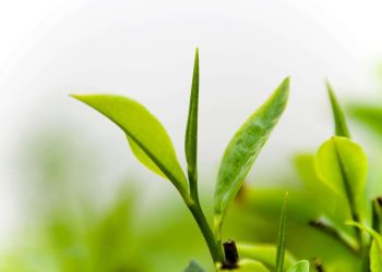 Tidak Hanya Sekedar Minuman, Ternyata ini Segudang Khasiat Pucuk Daun Teh