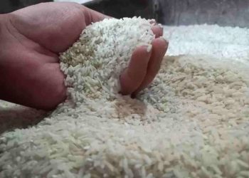 Bansos Beras 10 Kg Juli 2025 Resmi Cair, Begini Cara Cek Nama Penerima dan Syaratnya